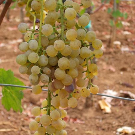 Apartamento Winery Bacic Blato  Exterior foto